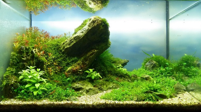 Aquascaping