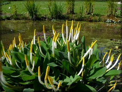 Météo et bassin de jardin