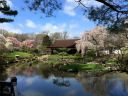 Bassin_japonais12.jpg