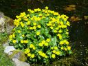 Caltha_palustris_2011.jpg