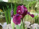 Iris_nain_020504.jpg