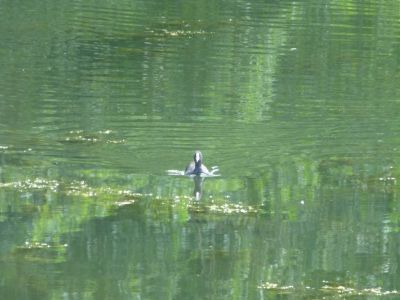 Cliquer pour voir l'image en taille réelle