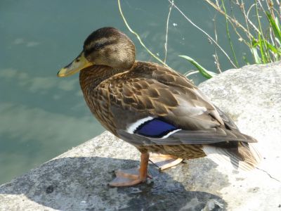 Cliquer pour voir l'image en taille réelle