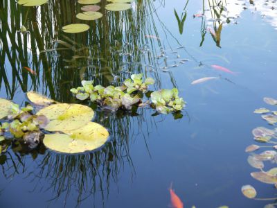 Cliquer pour voir l'image en taille réelle