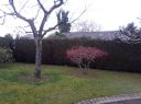 arbre_rouge.jpg