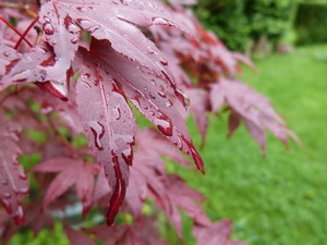 Acer palmatum Atropurpureum