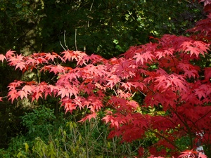 Acer palmatum Atropurpureum