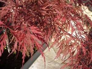 Acer palmatum dissectum Garnet