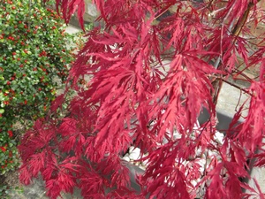 Acer palmatum dissectum Garnet