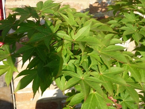 Acer palmatum Ozakazuki