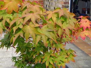 Acer palmatum Ozakazuki