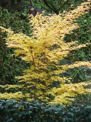 Acer palmatum Sango Kaku ou Senkaki