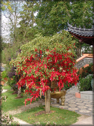 Le jardin chinois de Pairi Daiza