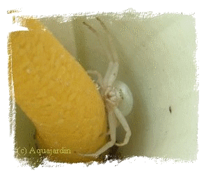 L'araignée "Misumena varia" est présente sur les fleurs d'Arum. Elle est capable de changer de couleur en passant du blanc au jaune suivant la couleur de la fleur.