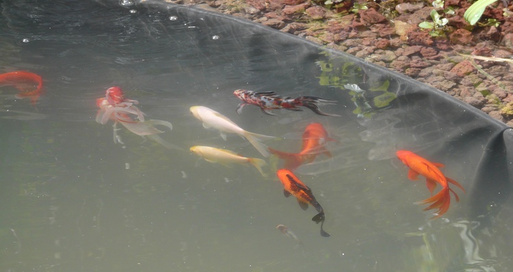 Poissons rouges