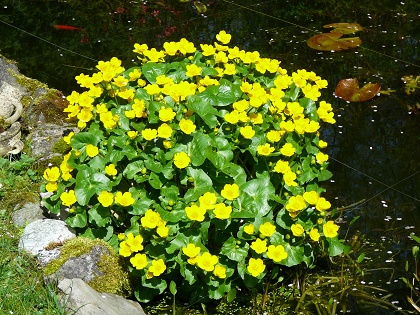 Caltha palustris