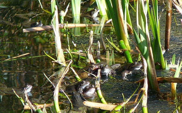 Grenouilles rousses