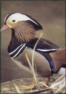 Canard mandarin