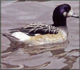 Canard siffleur du Chili