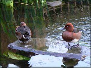 Canards fuligule