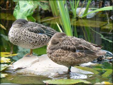 Canards d'ornement