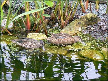 Nourissage des canards