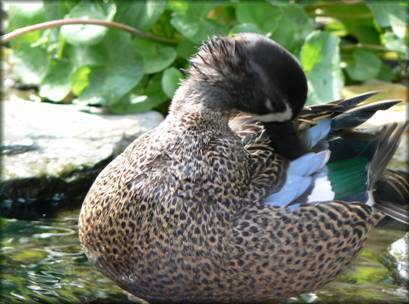 Toilette du canard