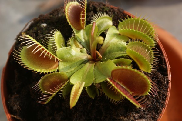 Plante carnivore