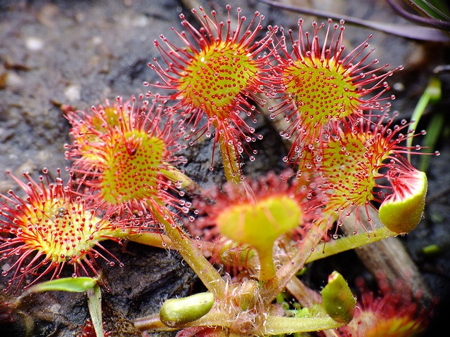 Plante carnivore