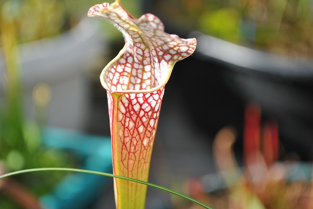 Plante carnivore