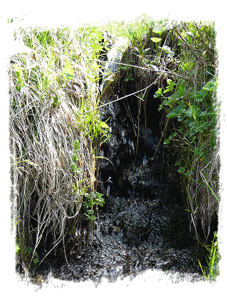 Cascade naturelle dans une vgtation dense