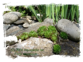 Plante grasse de rocaille dans le haut de la cascade