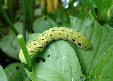 Sphinx de la vigne (chenille)