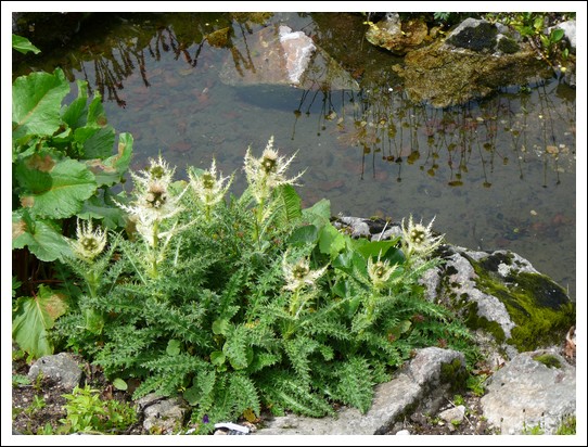 Jardin alpin du Haut Chitelet