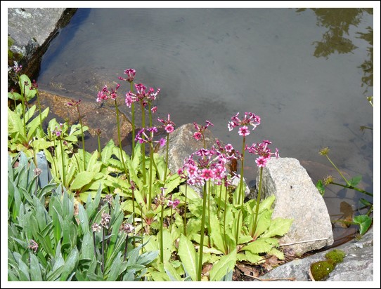 Jardin alpin du Haut Chitelet