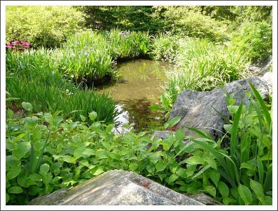 Jardin alpin du Haut Chitelet