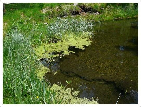 Jardin alpin du Haut Chitelet