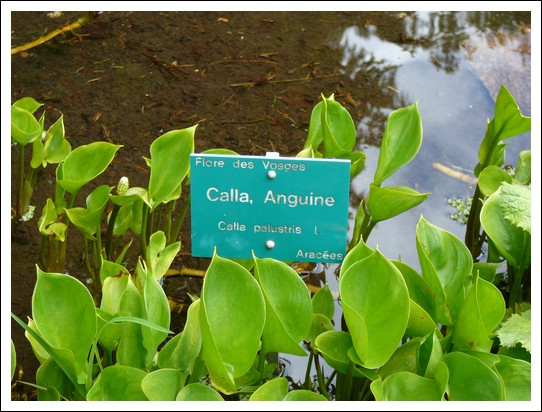 Jardin alpin du Haut Chitelet