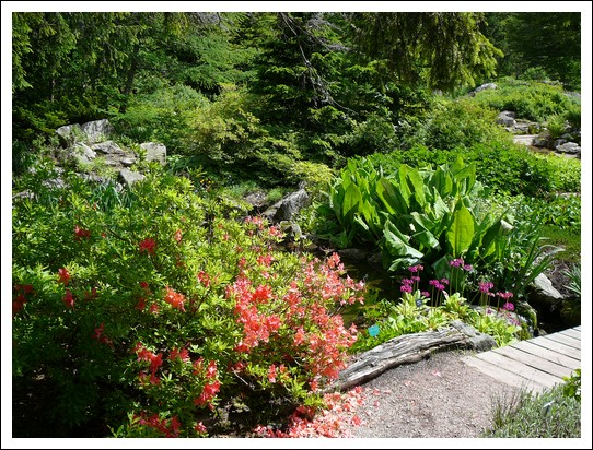 Jardin alpin du Haut Chitelet