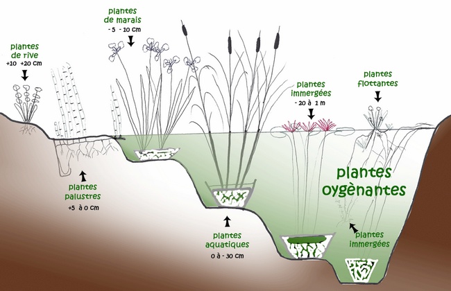 plante de bassin sans terre