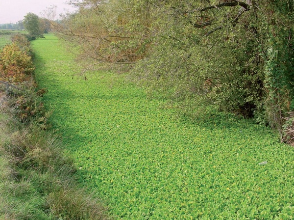 Plantes aquatiques invasives