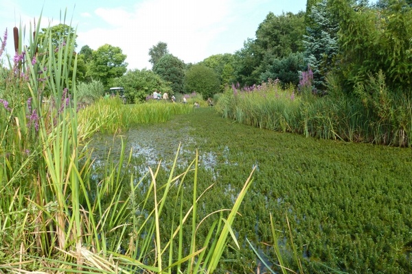 Plantes aquatiques invasives