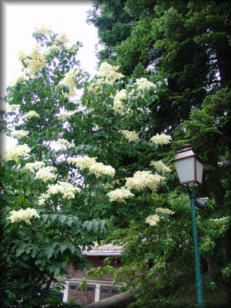 Le jardin botanique alpin La Jasinia  Samons (Haute-Savoie)