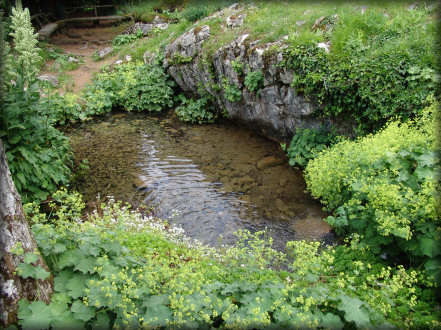 Le jardin botanique alpin La Jasinia  Samons (Haute-Savoie)