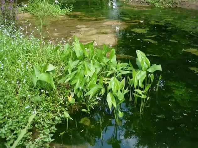 Plantain d'eau