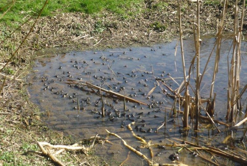 Rassemblement des grenouilles au printemps