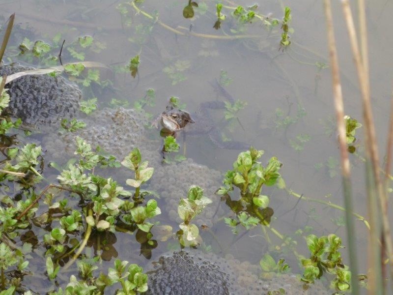 Pontes de grenouilles