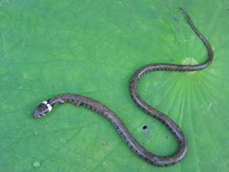 Du Robinet En Forme De Serpent Sur Fond Sombre, L'eau Coule Et