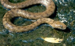 L'eau S'écoule Du Robinet En Forme De Serpent Sous Une Forme