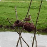 Paniers pour canards